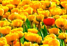 Establishing a market differential Image by Vera Kratochvil released via Creative Commons CC0 1.0 Public Domain Dedication.