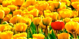 Image by Vera Kratochvil released via Creative Commons CC0 1.0 Public Domain Dedication.
