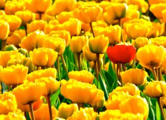 Establishing a market differential Image by Vera Kratochvil released via Creative Commons CC0 1.0 Public Domain Dedication.