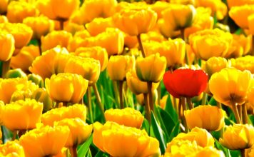 Establishing a market differential Image by Vera Kratochvil released via Creative Commons CC0 1.0 Public Domain Dedication.