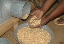 Testing boundaries – scenario Image by the International Maize and Wheat Improvement Centre released via Creative Commons BY-NC-SA 2.0