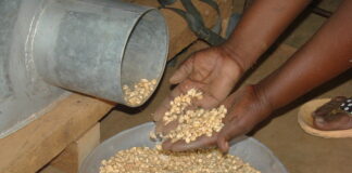 Image by the International Maize and Wheat Improvement Centre released via Creative Commons BY-NC-SA 2.0